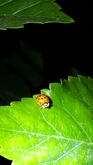 Harmonia axyridis
