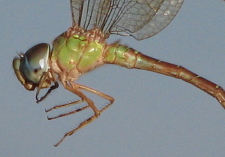 Pale-green Darner
