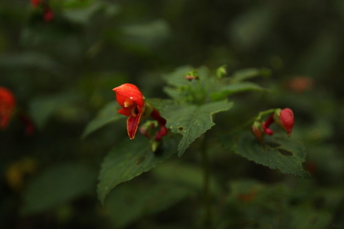 Impatiens sakeriana