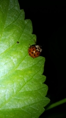 Harmonia axyridis