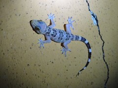 Hemidactylus maculatus