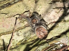 Phidippus comatus