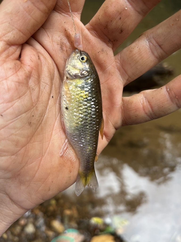 Tetra (Astyanax scabripinnis) — Characidae