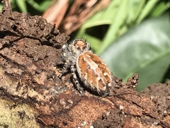 Phidippus comatus