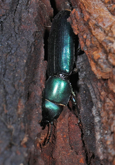 Temnoscheila virescens