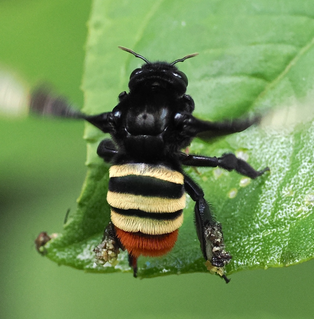 Eufriesea ornata