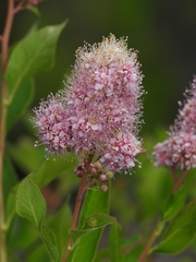 Spiraea × pyramidata