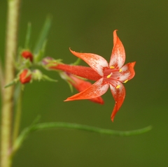 Ipomopsis aggregata aggregata
