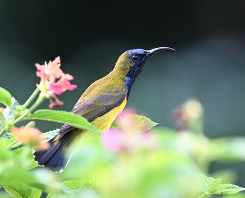 Ornate Sunbird (Cinnyris ornatus), photo 6