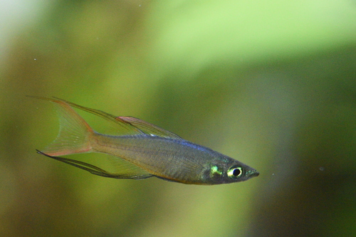 Threadfin rainbowfish (Iriatherina werneri) — Melanotaeniidae