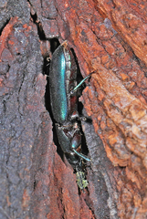 Temnoscheila virescens