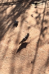 Trimerotropis pallidipennis