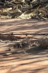 Trimerotropis pallidipennis