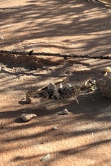 Trimerotropis pallidipennis