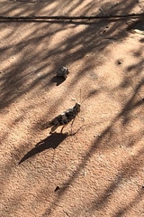 Trimerotropis pallidipennis