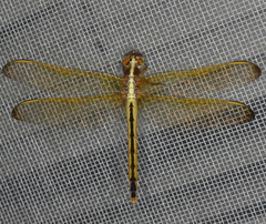 Libellula needhami
