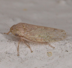 Curtara insularis