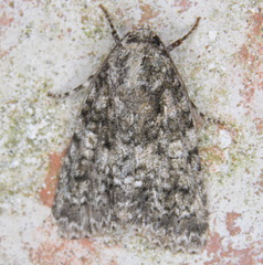 Acronicta afflicta