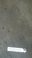 Sciurus carolinensis