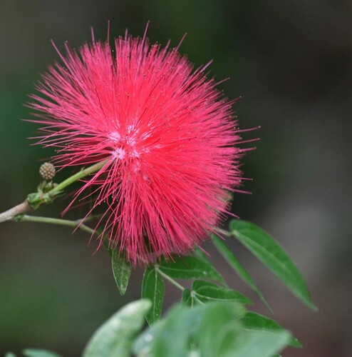 Image of Calliandra haematocephala by no rights reserved