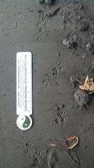 Sciurus carolinensis