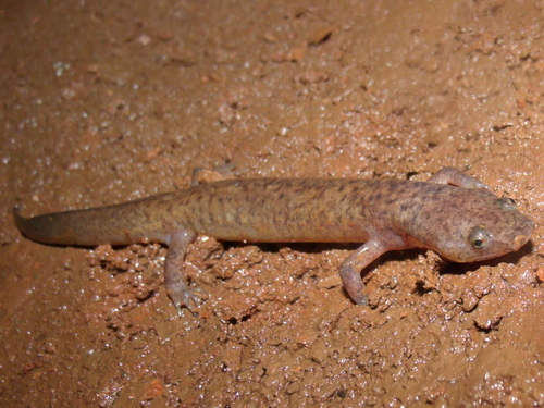 Berry Cave Salamander, Gyrinophilus gulolineatus
