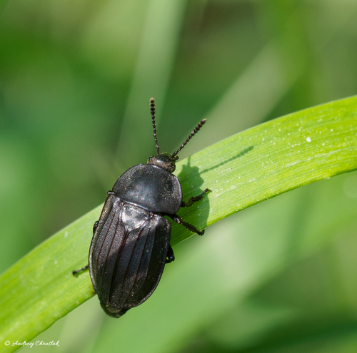 Sad Carrion Beetle photo 3
