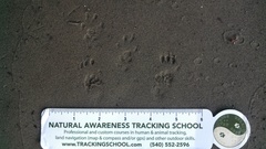 Sciurus carolinensis