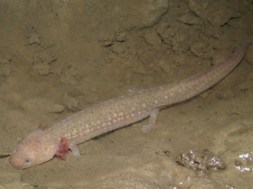 West Virginia Spring Salamander, Gyrinophilus subterraneus