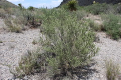 Mortonia sempervirens