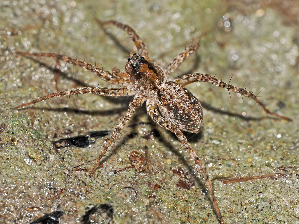 Pardosa torrentum