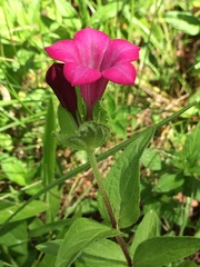 Spigelia scabrella