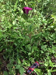 Spigelia scabrella