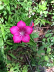 Spigelia scabrella