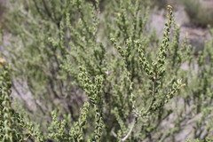 Mortonia sempervirens