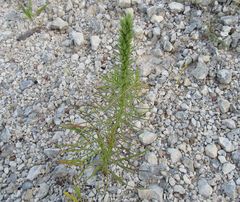 Liatris glandulosa