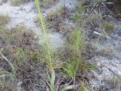 Liatris glandulosa