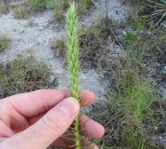Liatris glandulosa
