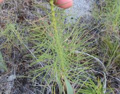 Liatris glandulosa
