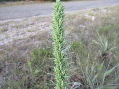 Liatris glandulosa