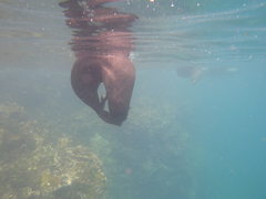 Arctocephalus galapagoensis