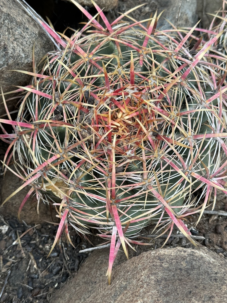 Ferocactus viridescens