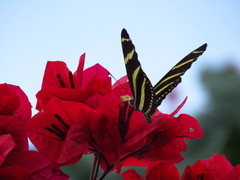 Heliconius charithonia