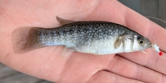 Gulf Killifish photo 4