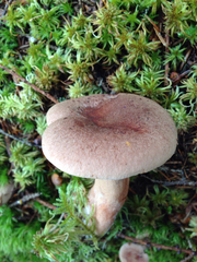 Lactarius mammosus