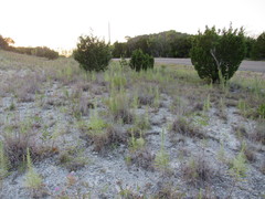 Liatris glandulosa