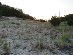 Liatris glandulosa