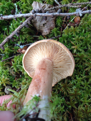 Lactarius mammosus