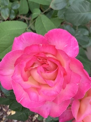 Rosa