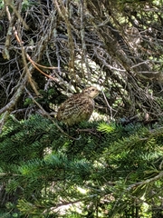Canachites canadensis